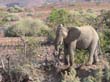 Palmwag - elephant du desert (4)